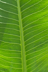Structure of green leaf