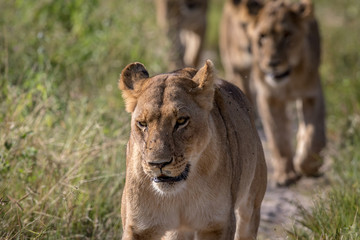 Lions walking towards the camera.