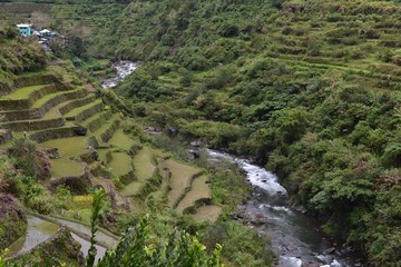 Fototapeta na wymiar rice terraces in Banaue