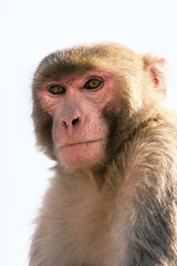 Curious Jaipur monkey portrait