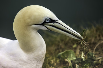 Gannet collecting nesting materials