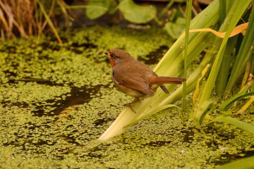 Red robin, erithacus rubecula, sitting on a pond plant  in a London pond.