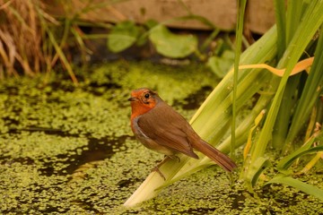 Red robin, erithacus rubecula, sitting on a pond plant  in a London pond.