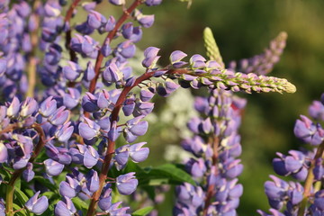 lupinus flowering