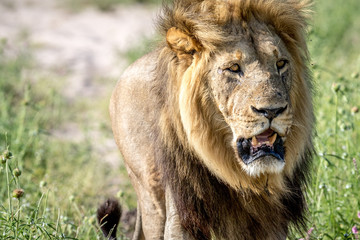 Big male Lion walking towards the camera.