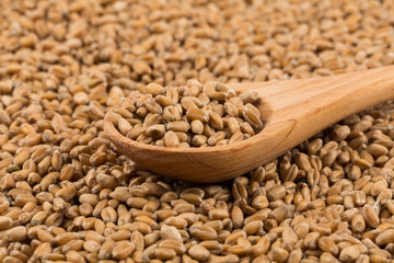 Wheat grain on white