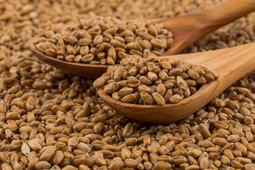 Wheat grain on white