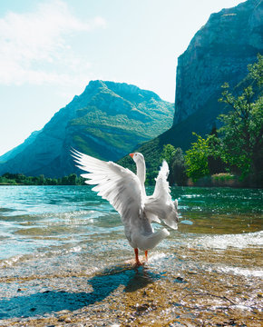 Oca bianca al lago, con ali aperte