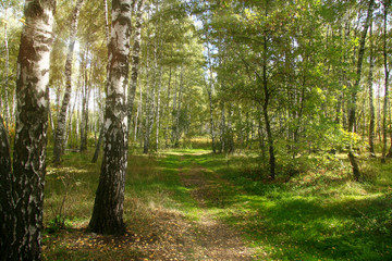 Golden autumn in the forest and bright sunlight through the leaves.
