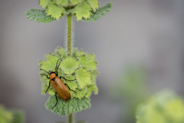 Escarabajo en manrrubium