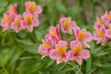 Obraz premium Peruvian lily (Alstroemeria)