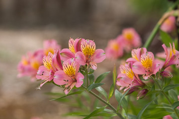Fototapeta premium Peruvian lily (Alstroemeria)