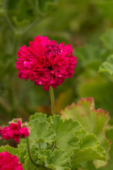 Red geranium flower