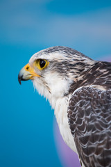 peregrine falcon bird of prey