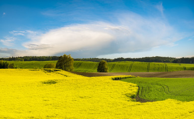 Obraz premium yellow, blooming canola field-panorama