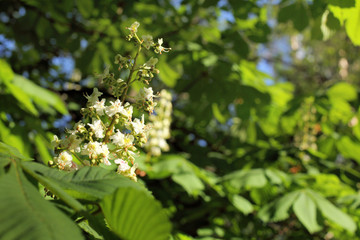Fototapeta premium candle of a chestnut/Branch of a tree with blooming flowers of unusual shape, on a background of foliage