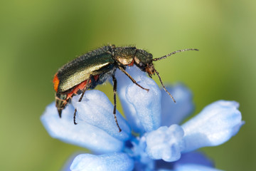 Bug on blue flower
