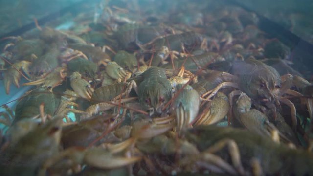 Live crayfish in the aquarium, shot close-up Hd video