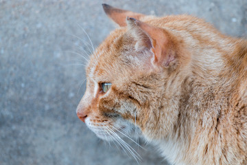 Orange cat on the street