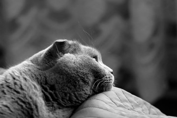 Obraz premium beautiful portrait of a Scottish fold cat