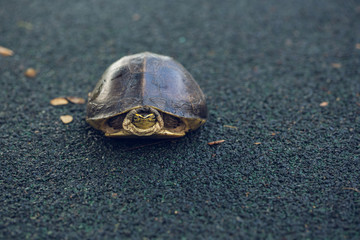 Turtle is shy inside shell on the floor, take head for looking someone. Animal abstract background.