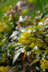 Yellow spring flowers