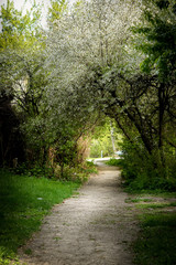 Beautiful flower arc over footpath on spring garden.