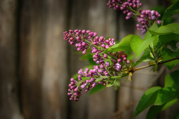 Lilac flowers on lilac tree over wooden background.