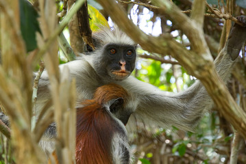 Two red colobus monkies in Jozani forest national park, Zanzibar, Tanzania