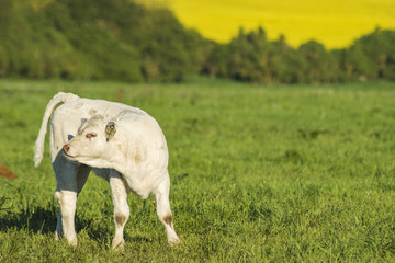 young bull-calf on green meadow
