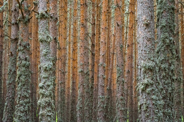 Obraz premium Bosque de pinos en los Montes Universales, Teruel, España.