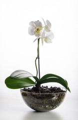 Orchid white in a glass pot on a light background