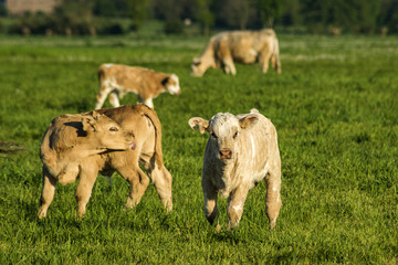 Young calves and cows grazing on the green