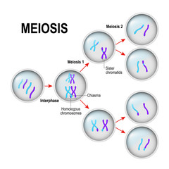 Meiosis. Cell division