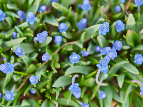 Fototapeta Blue flowers topview