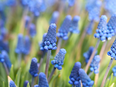 Fototapeta Blue flowers bokeh