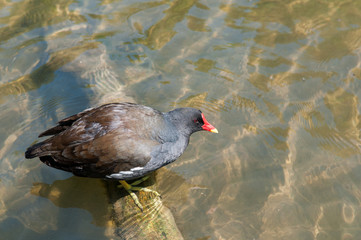 Moorhen, Gallinula chloropus. Standing in water at the duck pond