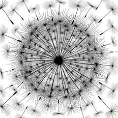 Dandelion flower with flying seeds on white background, vector illustration.