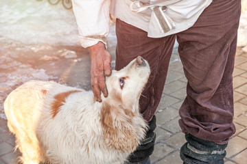 The hand of The owner stroking and caressing a large white dog with brown spots and big brown eyes.The horizontal frame.