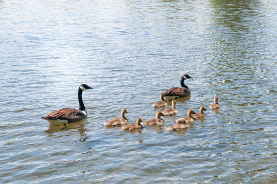 Gosling, baby geese with Parents. Canada Goose, Branta canadensis