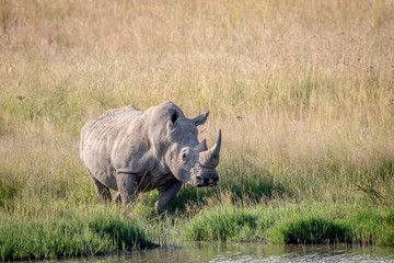 Obraz premium White rhino bull standing by the water.