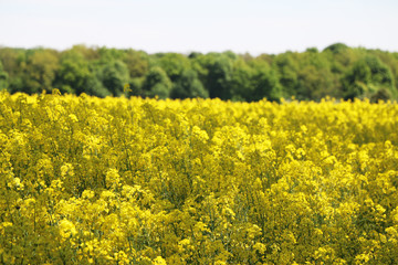 Obraz premium Canola field forest background
