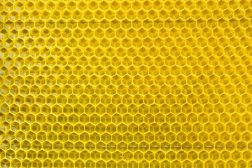 Bees have built new cell for honey. Honey comb background or texture.