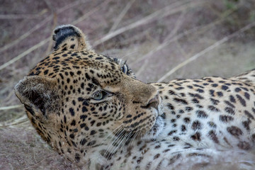 Close up of a female Leopard laying in the grass.