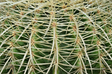close up of golden barrel cactus plant