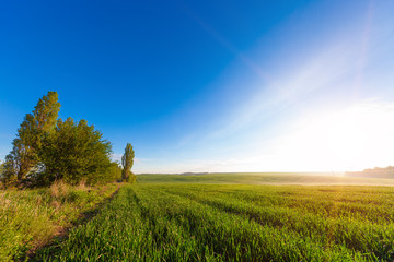 Fototapeta premium Green Field and Beautiful Sunset