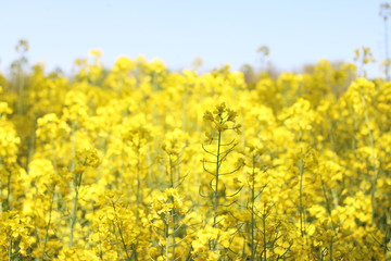 Canola field sky background
