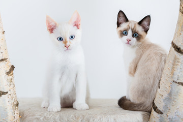 Cute kittens looking in camera