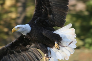 reina de los cielos