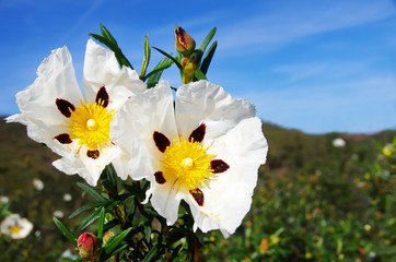 rockrose flower in mediterranean field - obrazy, fototapety, plakaty
